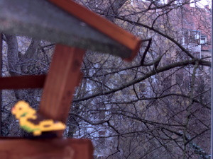 Focus Type: Box - Background focused